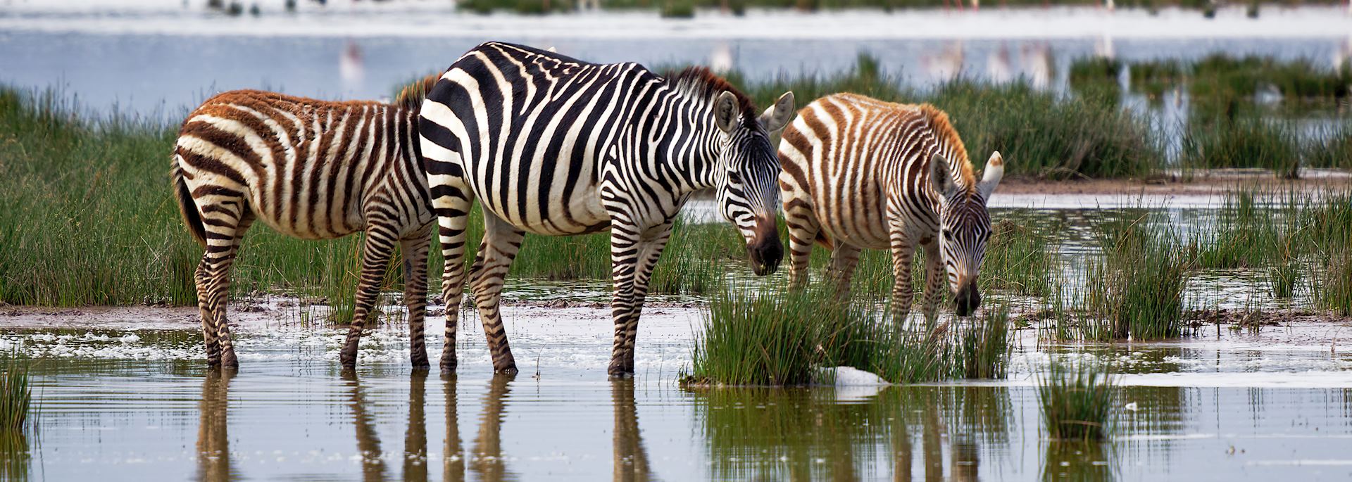 Zebra in Amboseli National Park