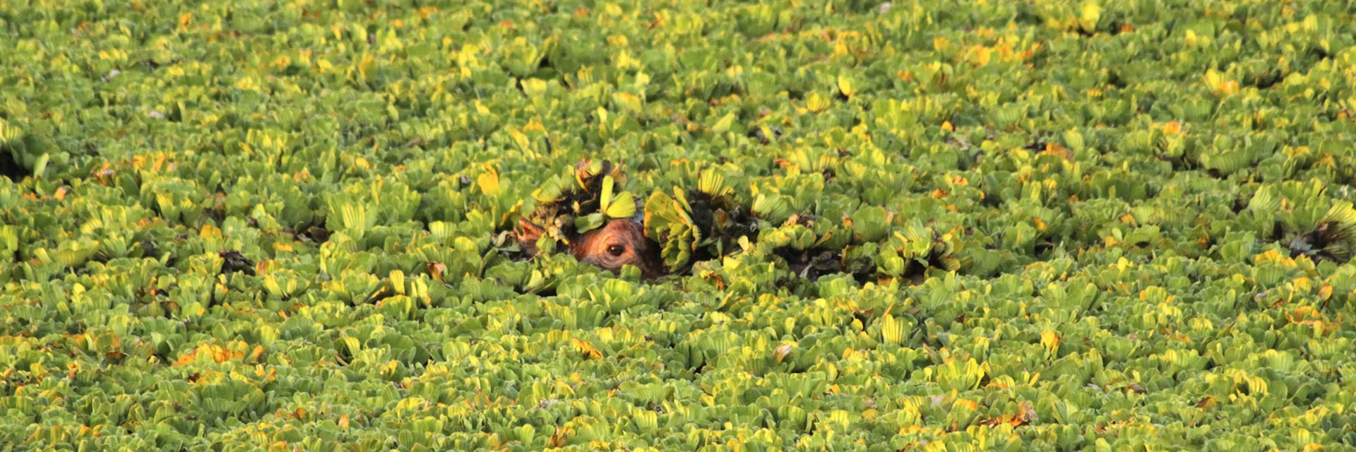 Hippo, Tana Delta
