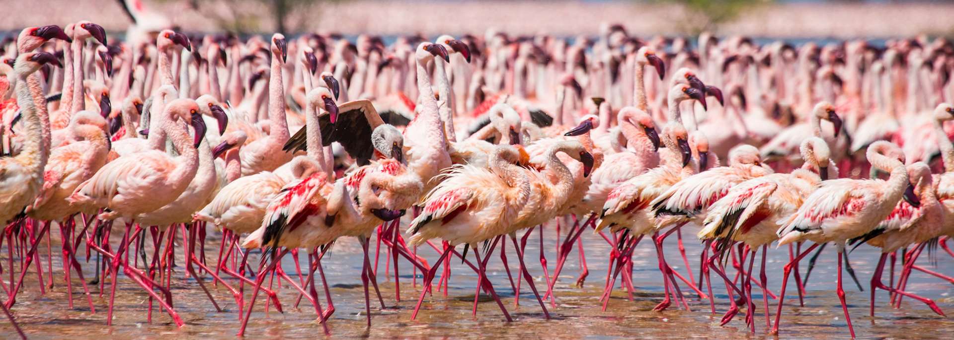 Flamingos, Lake Nakuru