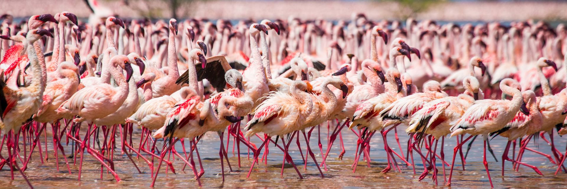 Flamingos, Lake Nakuru