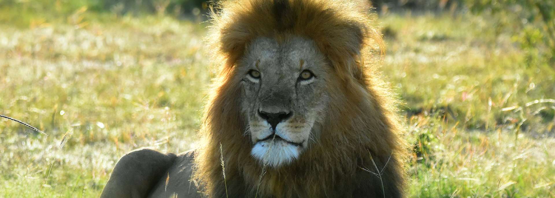 Lion, Mara Naboisho Conservancy