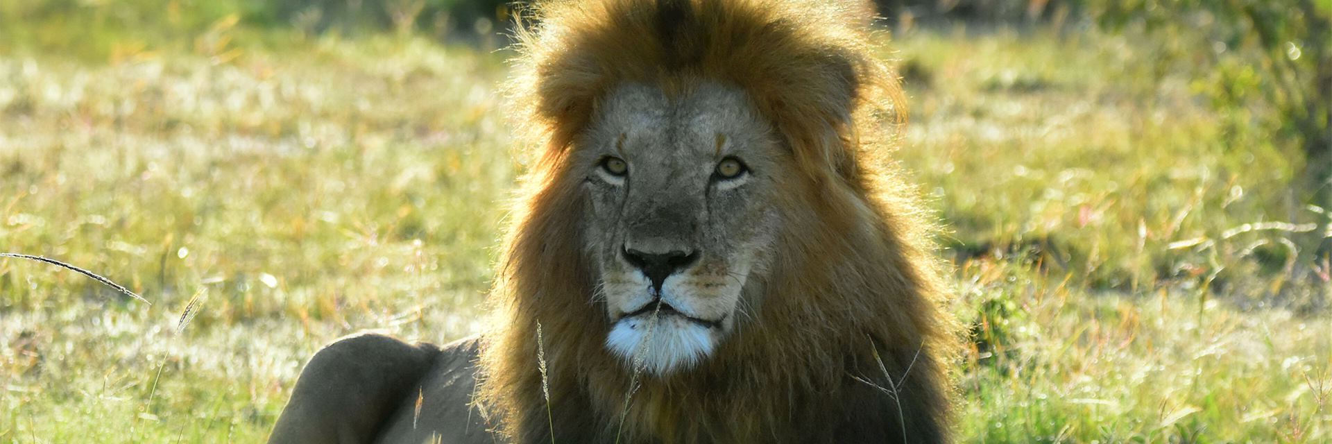 Lion, Mara Naboisho Conservancy