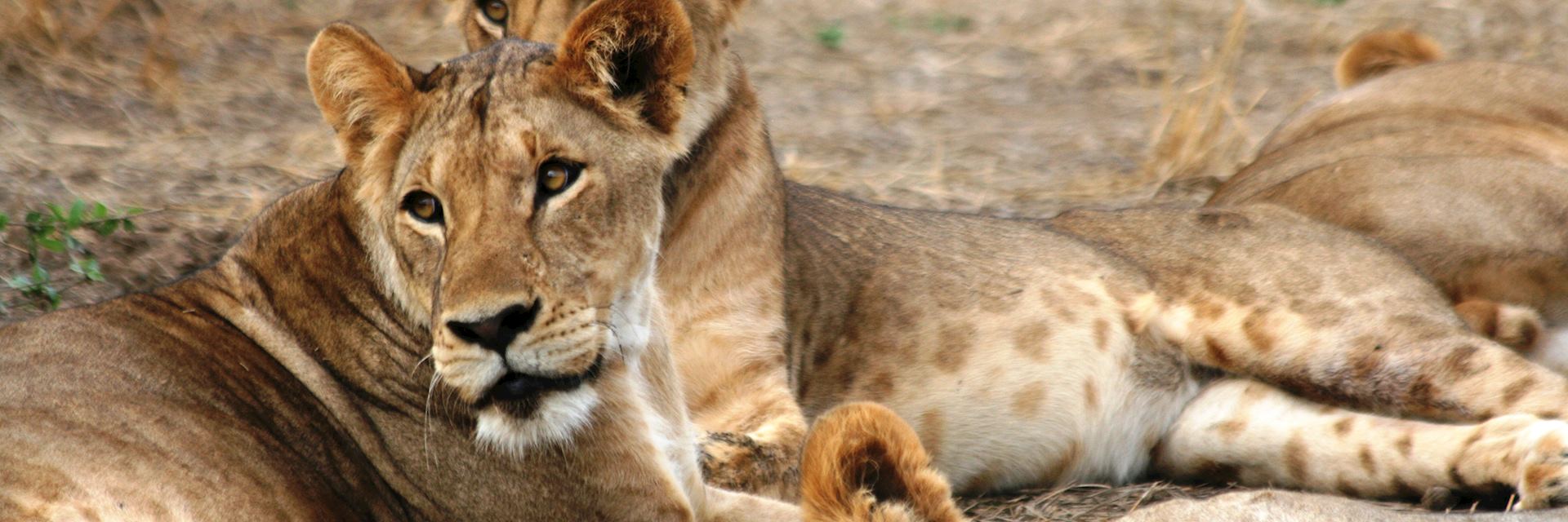 Lions, Lewa Wilderness Conservancy