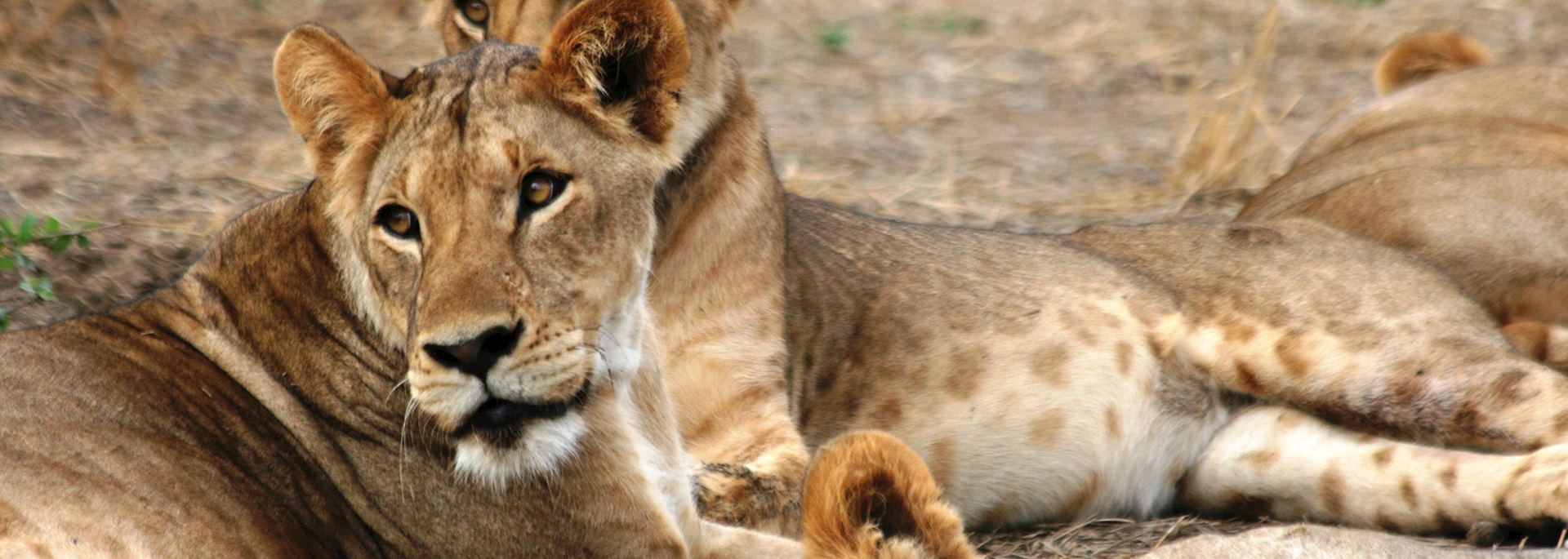 Lions, Lewa Wilderness Conservancy