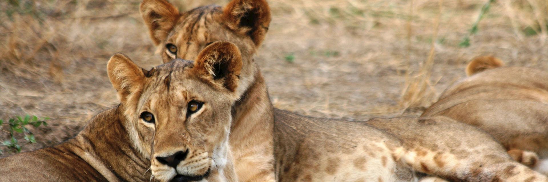 Lions, Lewa Wilderness Conservancy