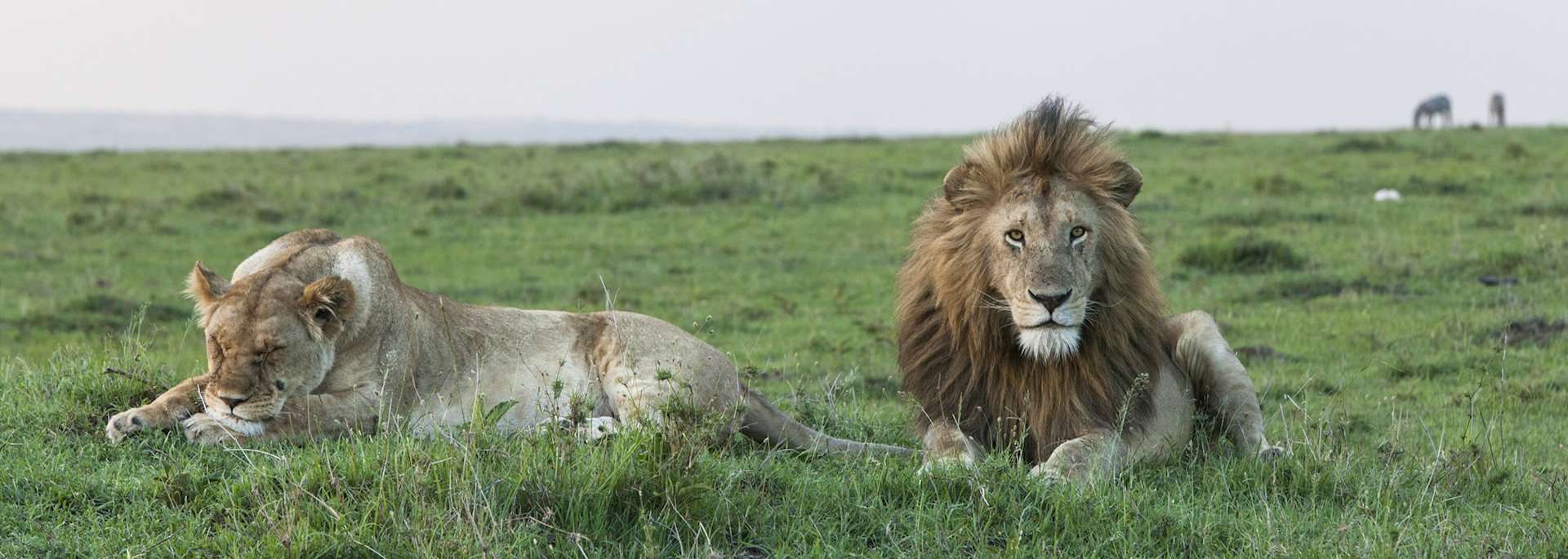 Lion in the Masai Mara