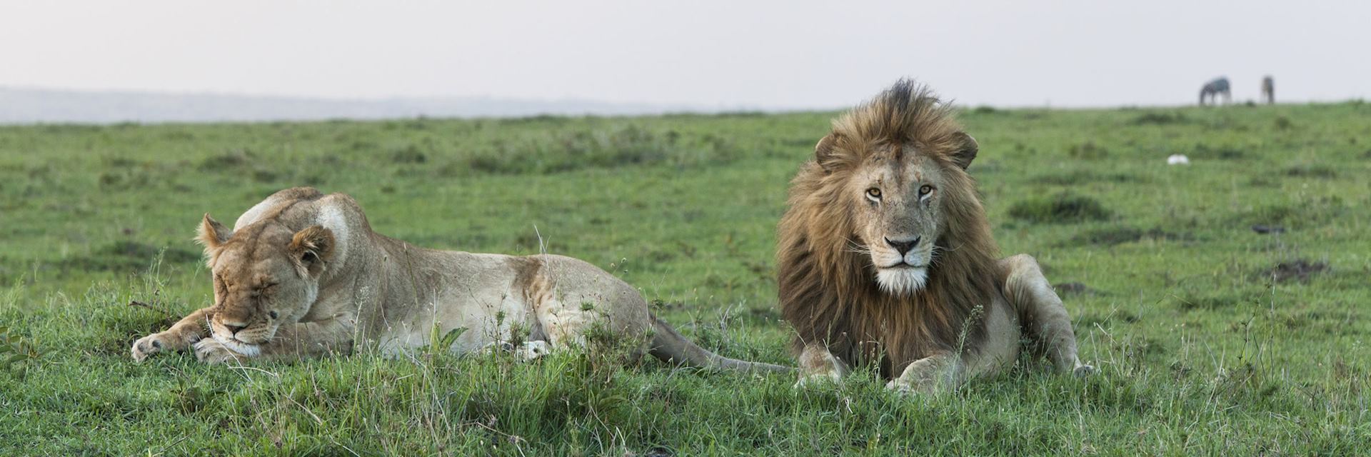 Lion in the Masai Mara