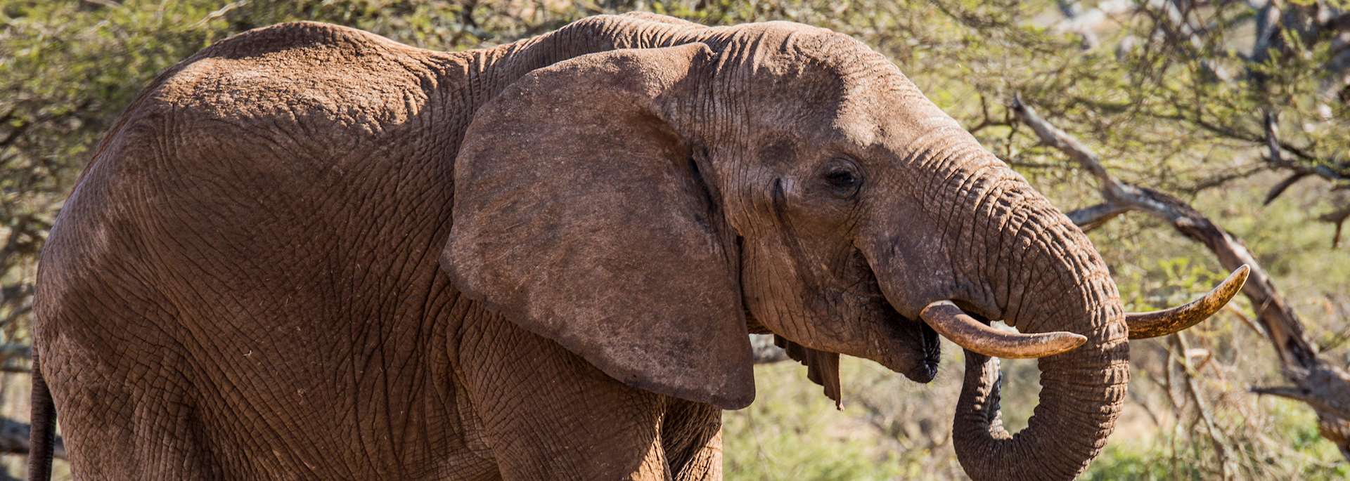 Elephant, Chyulu Hills