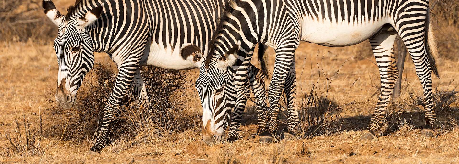 Grévy's zebra