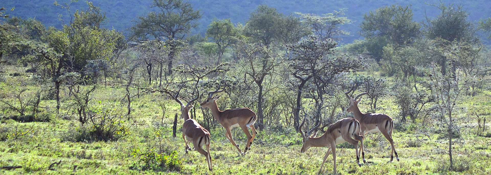 Impala, Loita Hills
