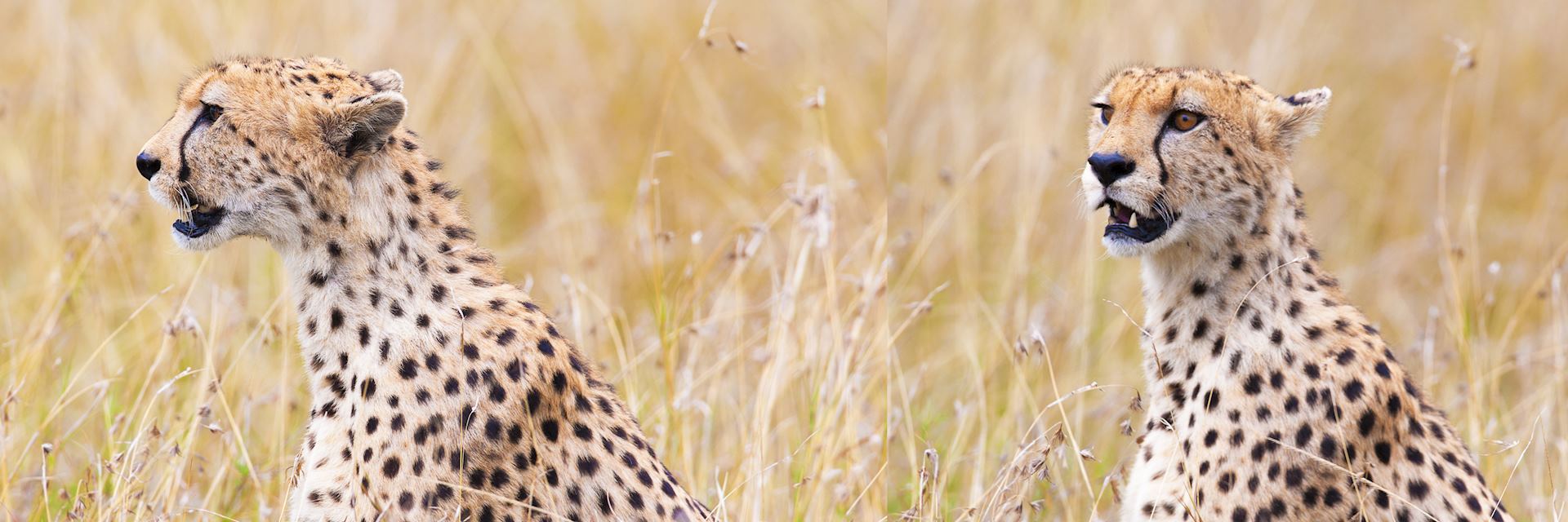 Cheetah in Shaba National Reserve