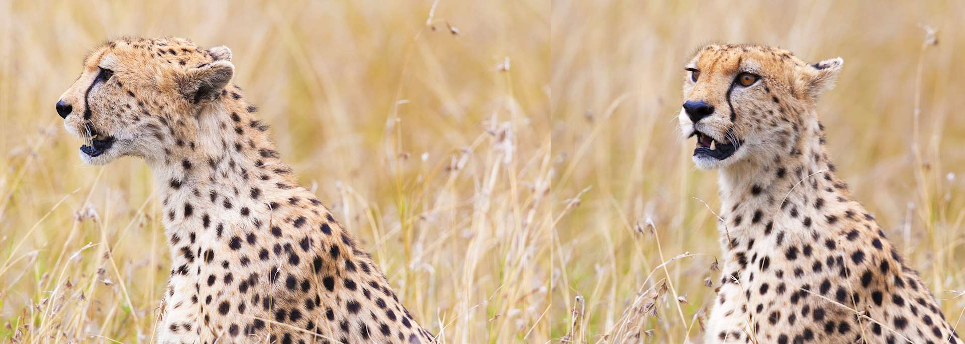 Cheetah in Shaba National Reserve