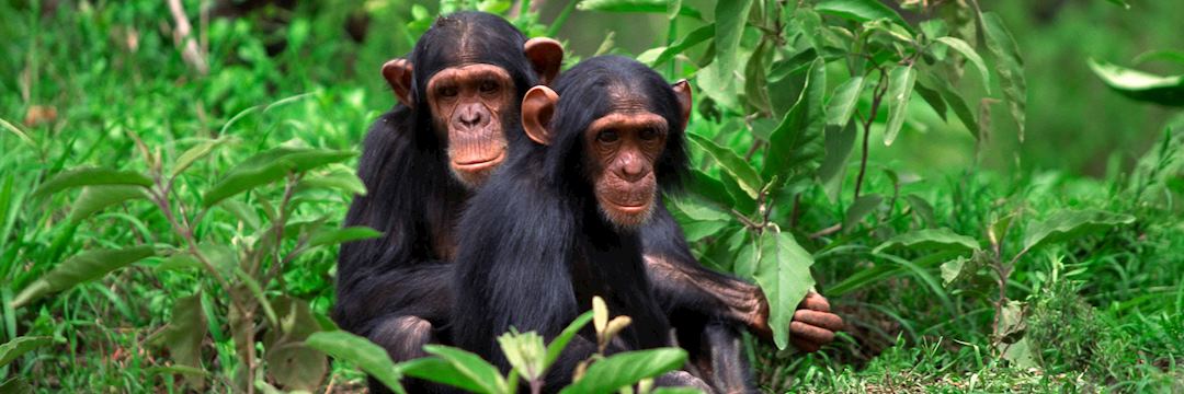 Chimpanzee Trekking Vacations In Africa Audley Travel