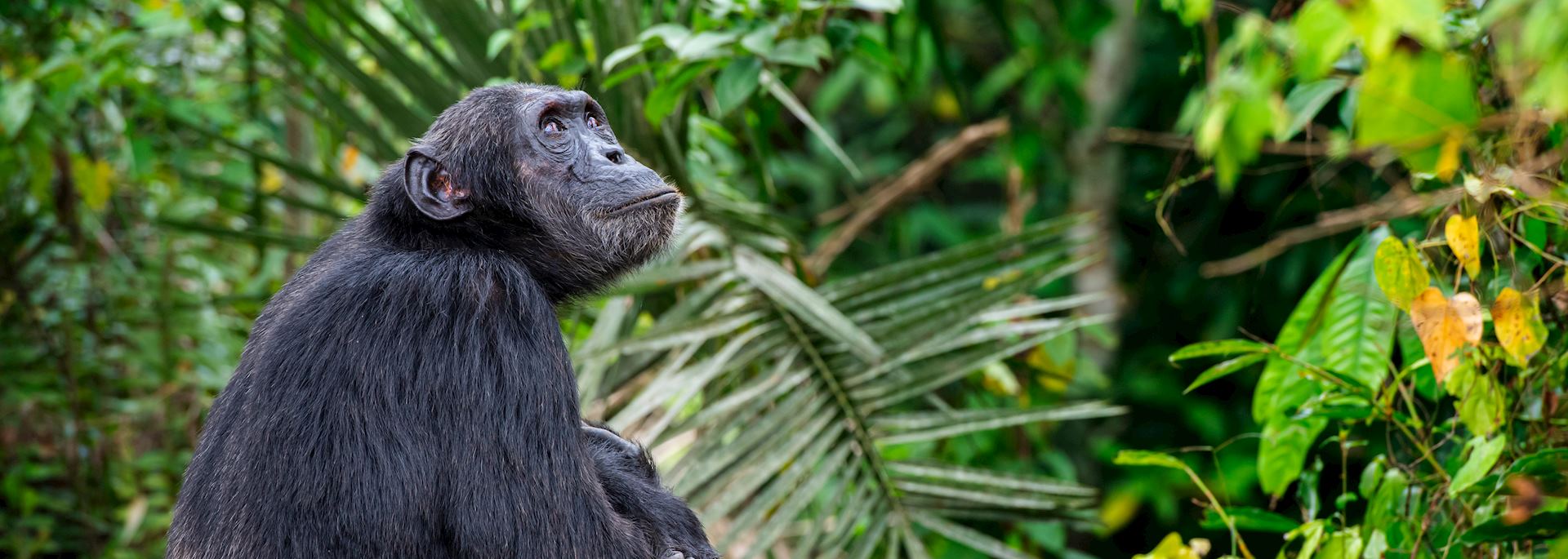 Chimpanzee, Kibale Forest National Park