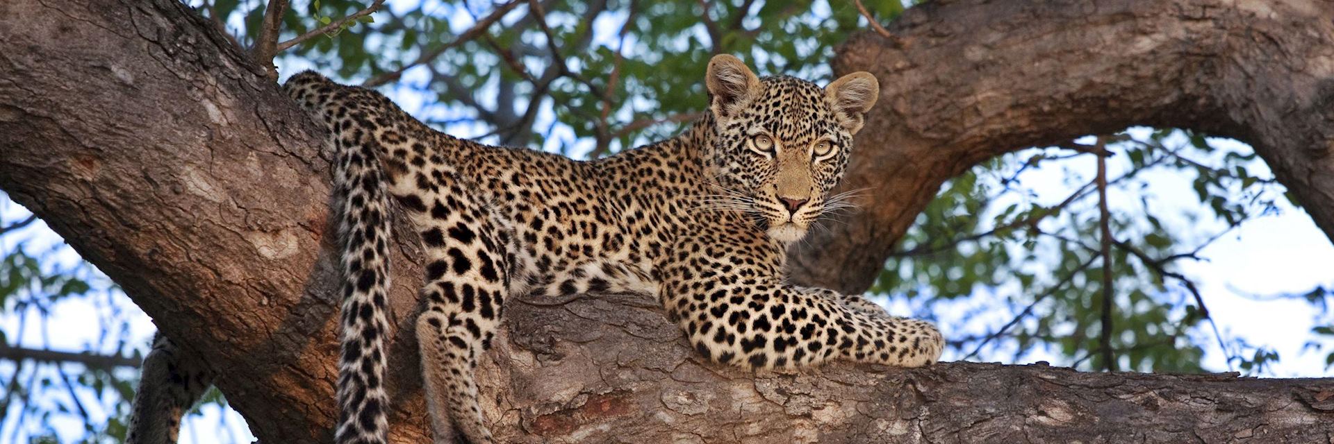 Track the Big Five on safari in South Africa