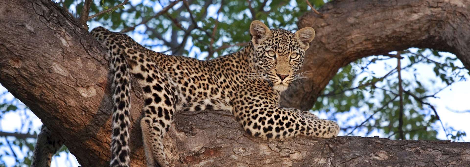 Track the Big Five on safari in South Africa