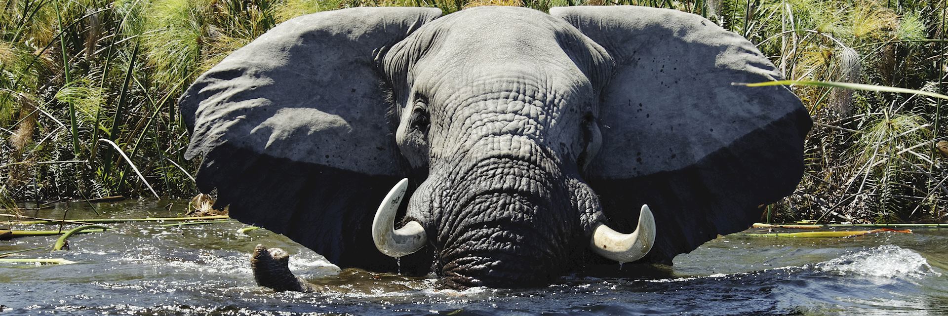 Elephants in the Zambezi River