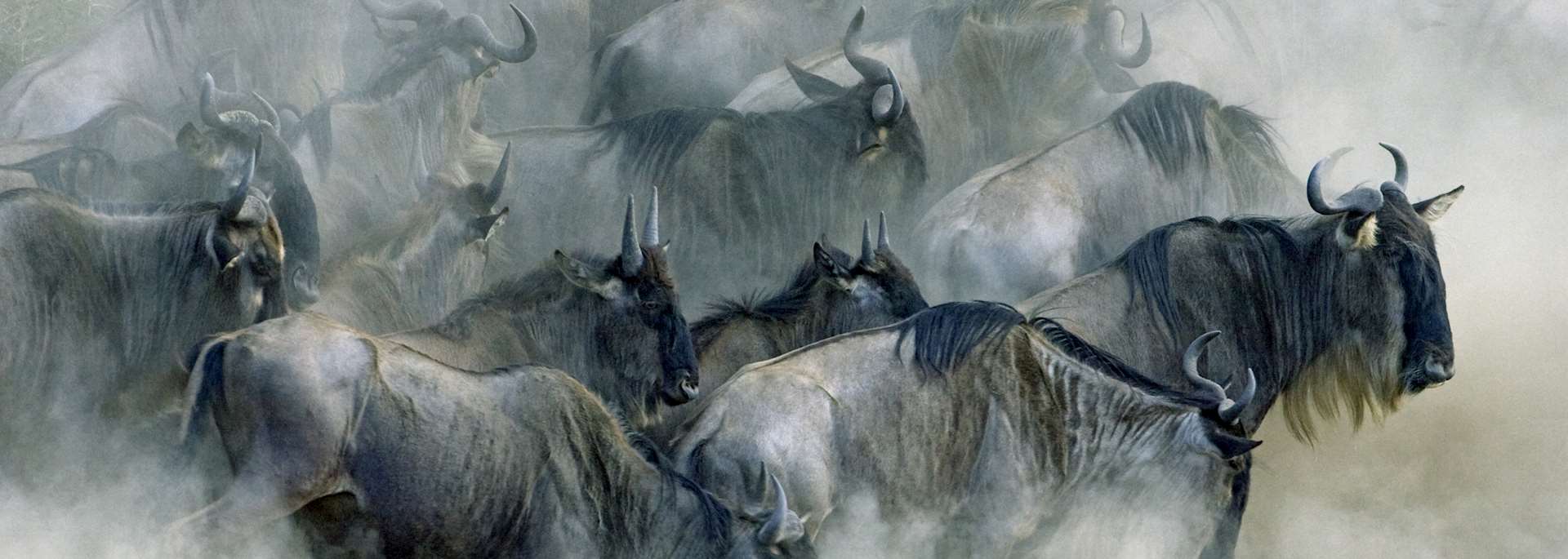 Great Migration in Kenya