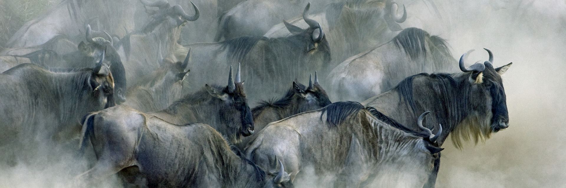 Great Migration in Kenya