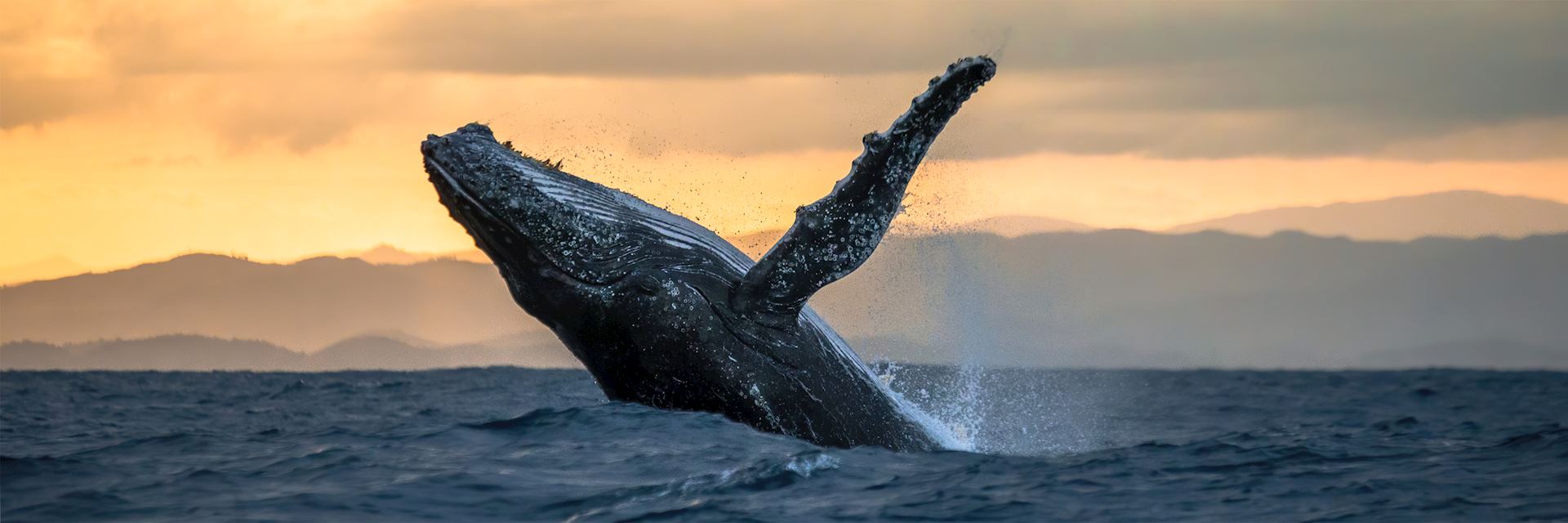 Humpback whale, Île Sainte-Marie