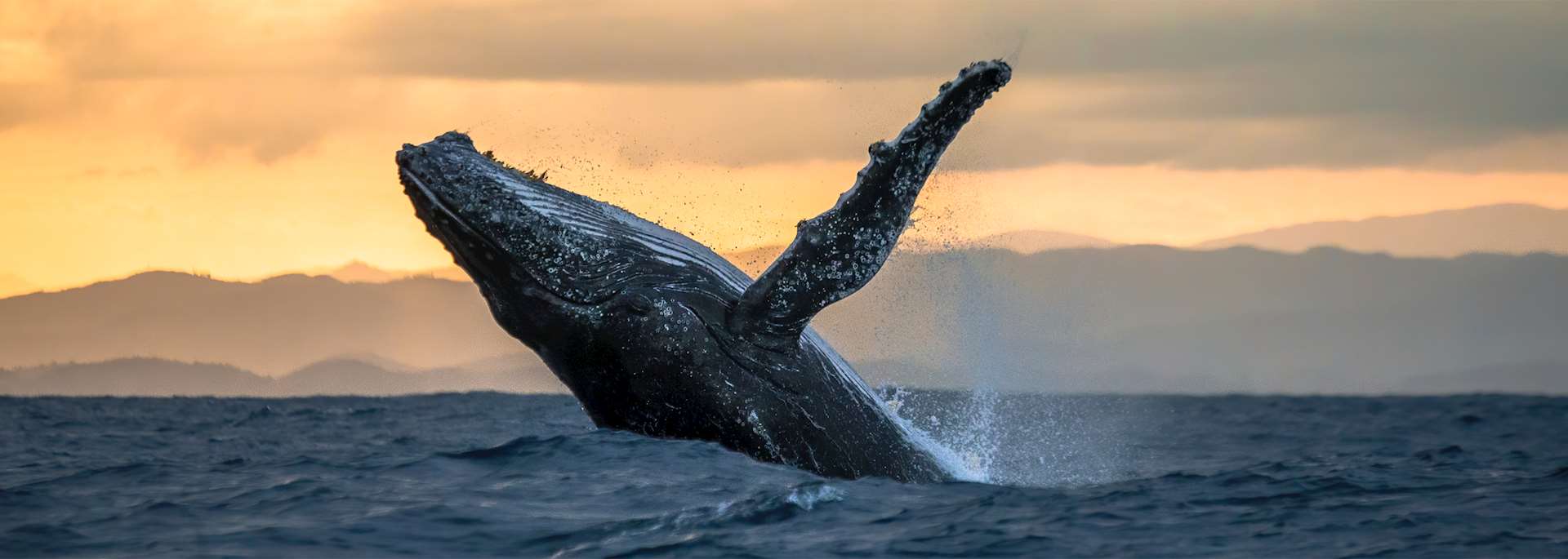 Humpback whale, Île Sainte-Marie
