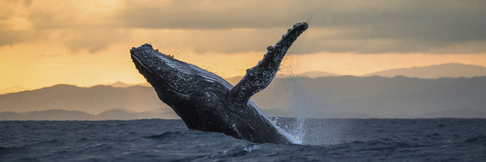 Humpback whale, Île Sainte-Marie