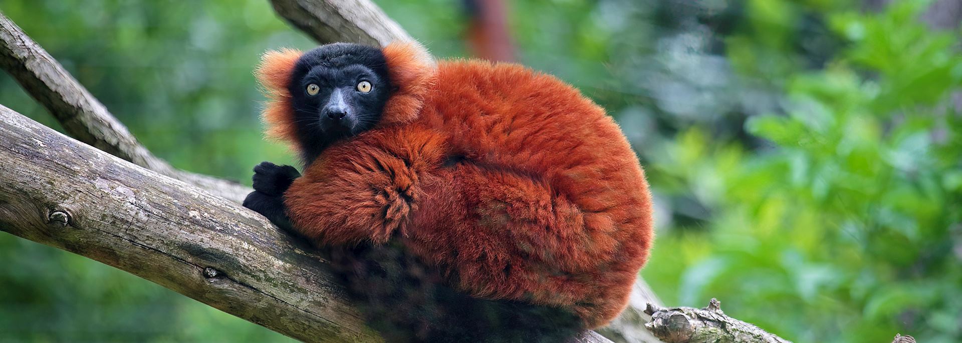 Red ruffed lemur, Madagascar