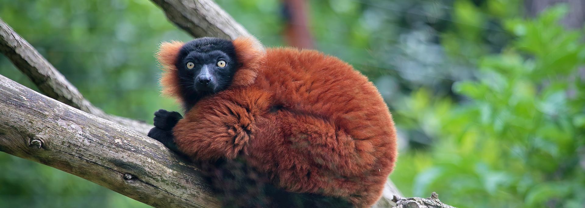 Red ruffed lemur, Madagascar