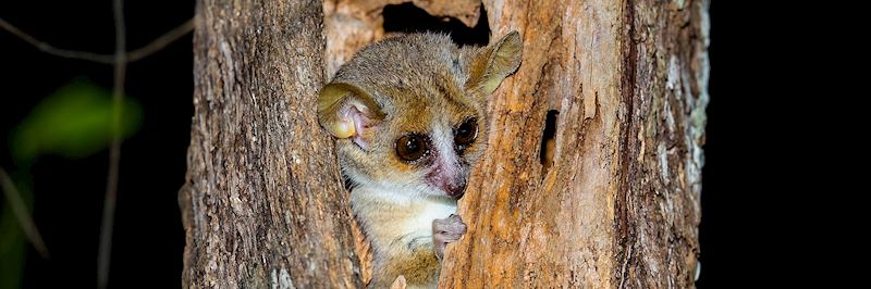 Grey mouse lemur