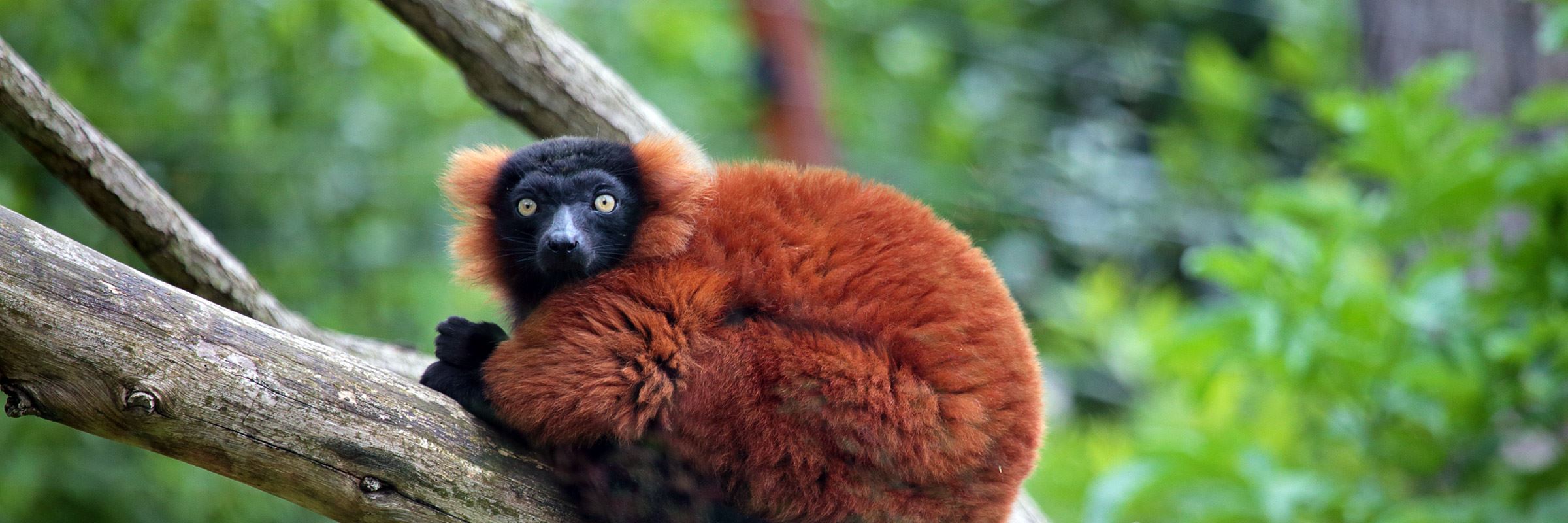 Red ruffed lemur, Madagascar