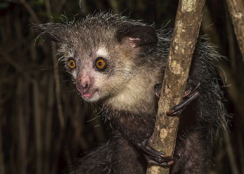 Madagascar's aye-aye