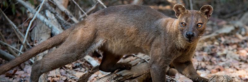 Fossa in Madagascar