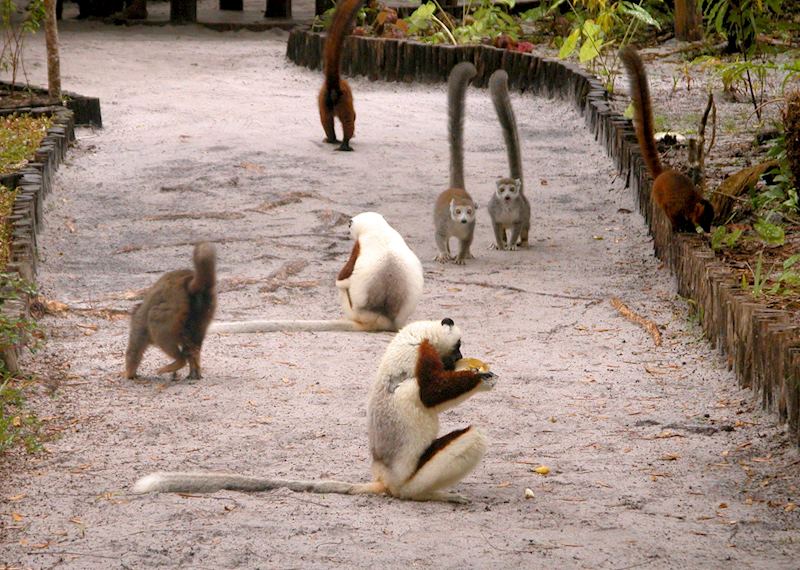 Lemurs at Le Palmarium