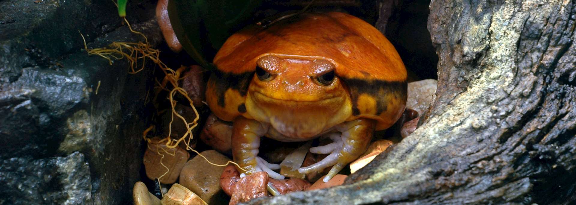 Tomato frog, Masoala National Park
