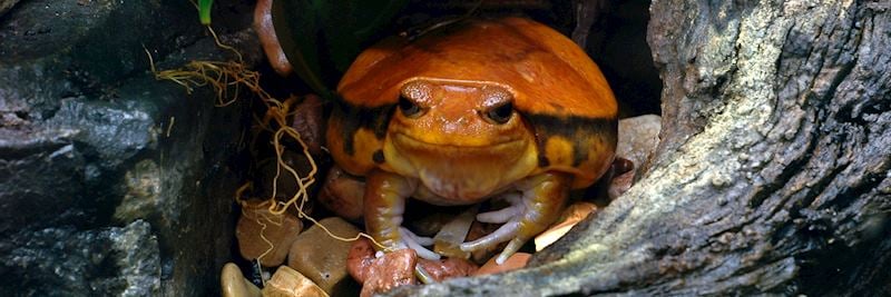 Tomato frog, Masoala National Park