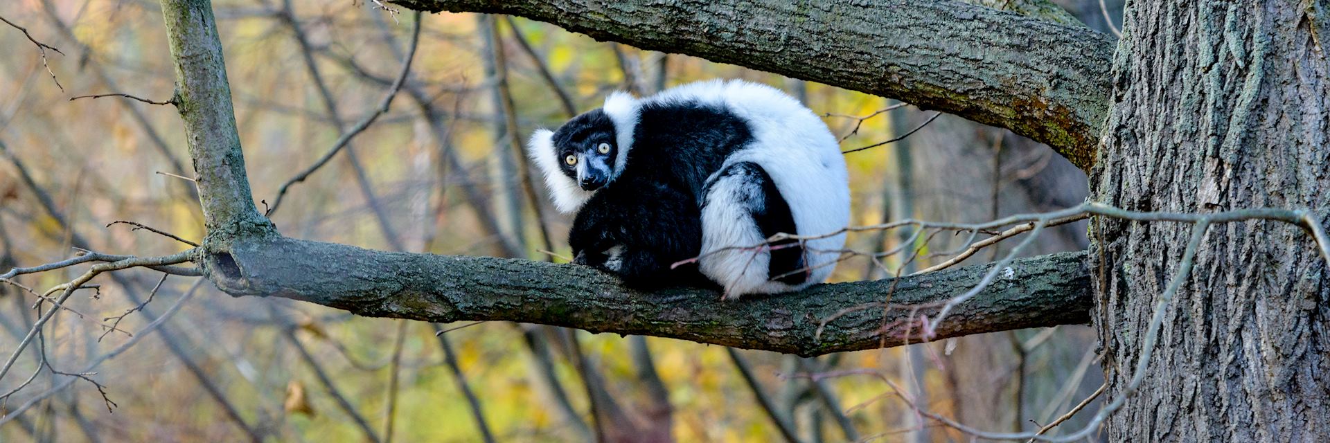 Guide to wildlife of Madagascar