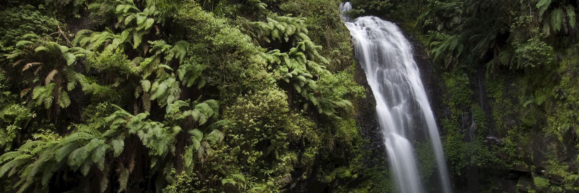 Amber Mountain National Park, northern Madagascar