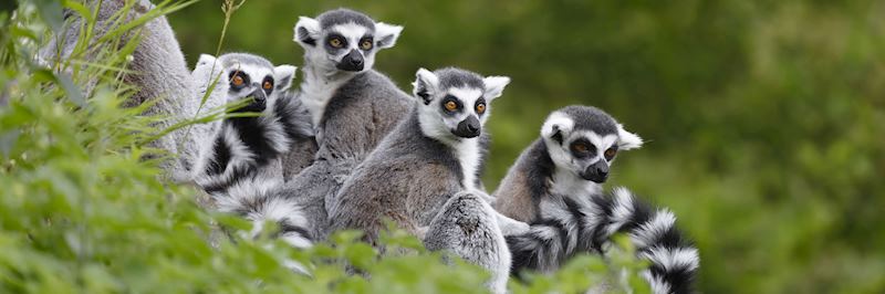 Ring-tailed lemurs