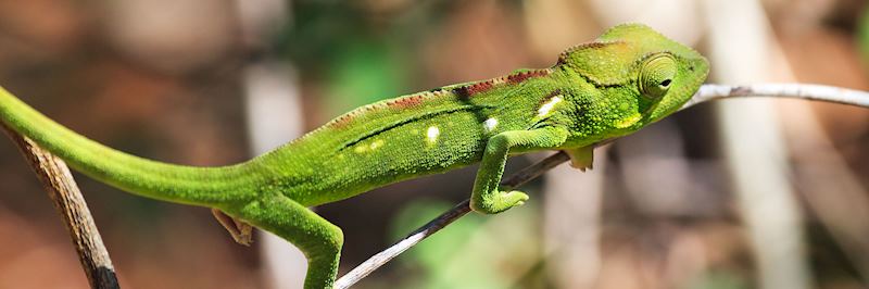 Malagasy chameleon