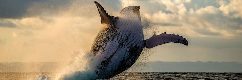 Humpback whale