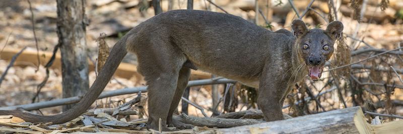 Fossa
