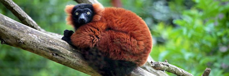 Red ruffed lemur