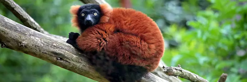 Guide to wildlife of Madagascar | Audley Travel