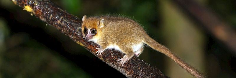 Mouse lemur