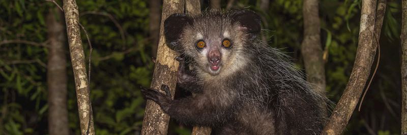 Aye aye