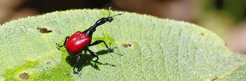 Giraffe weevil