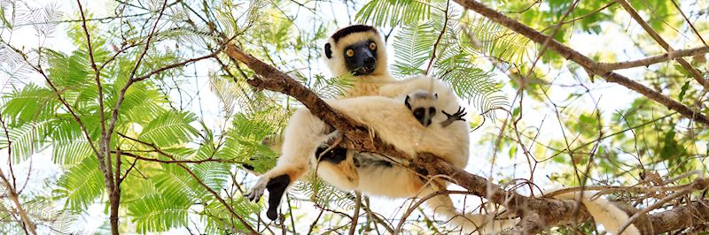 Sifakas