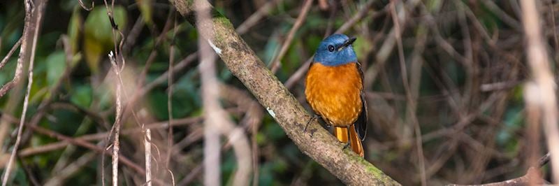 Rock thrush
