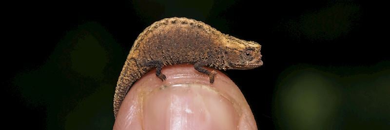 Pygmy stump-tailed chameleon