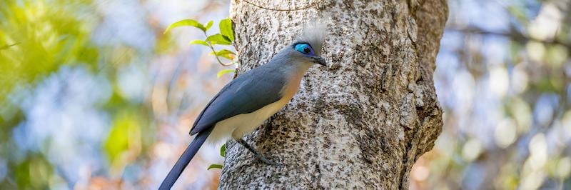 Coua